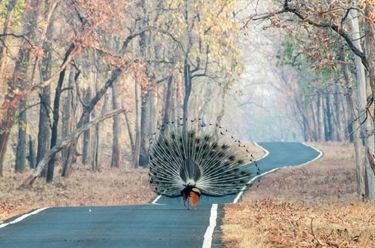 Indian Peacock: Its show time